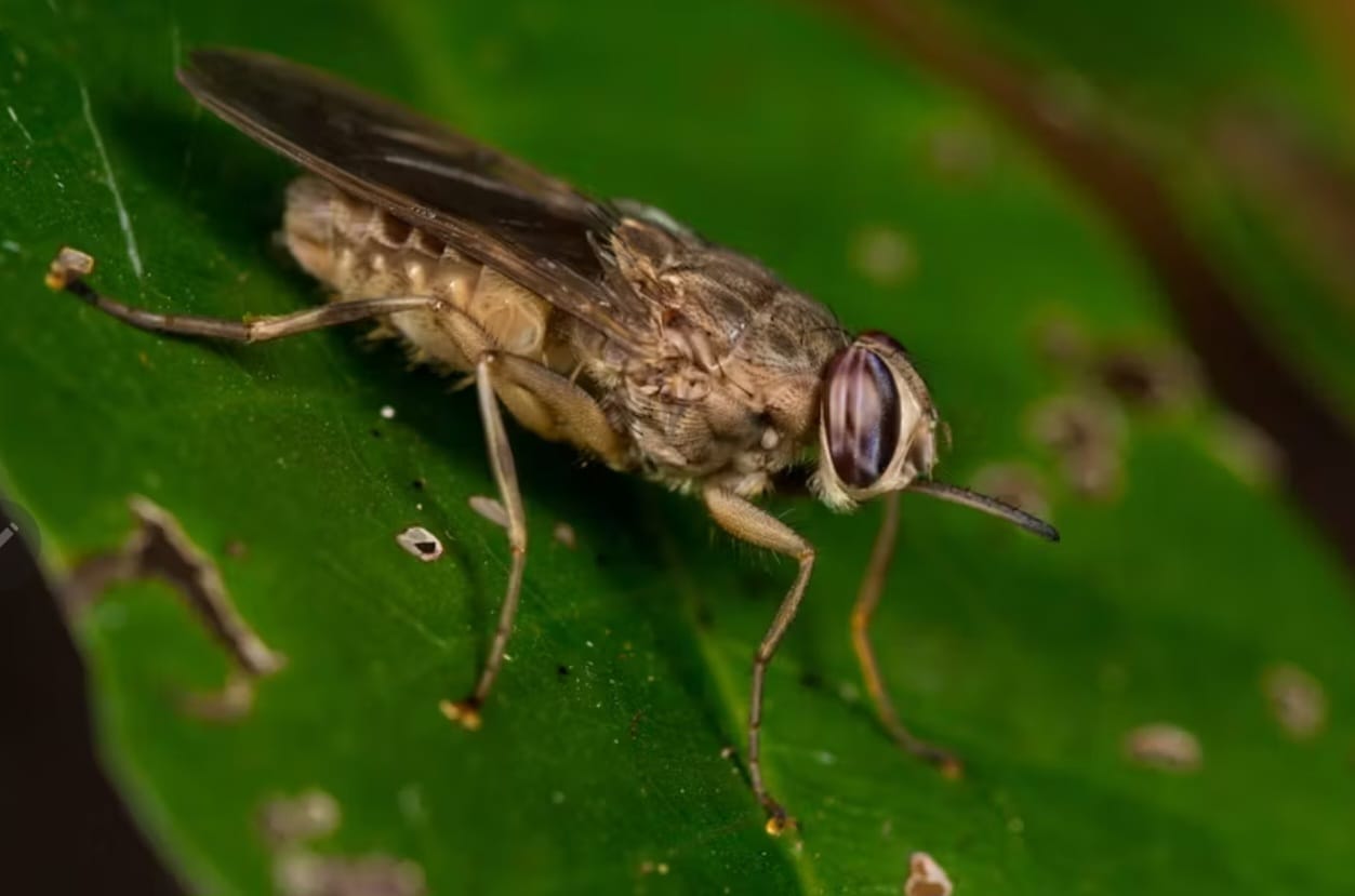 Kenya Tsetse and Trypanosomiasis Eradication Council